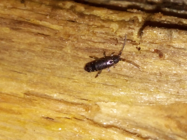 Collembola - Ugróvillások