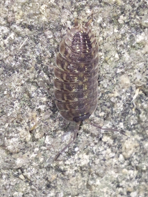 Isopoda - Ászkarákok