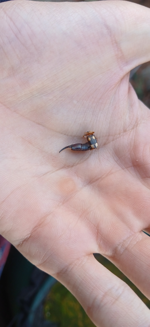 Forficula smyrnensis - szmirnai fülbemászó