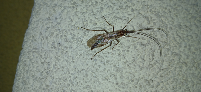 Ophion obscuratus