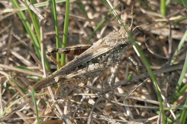 Acrotylus insubricus - önbeásósáska