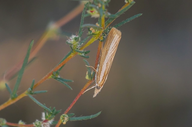 Microlepidoptera - Molylepkék