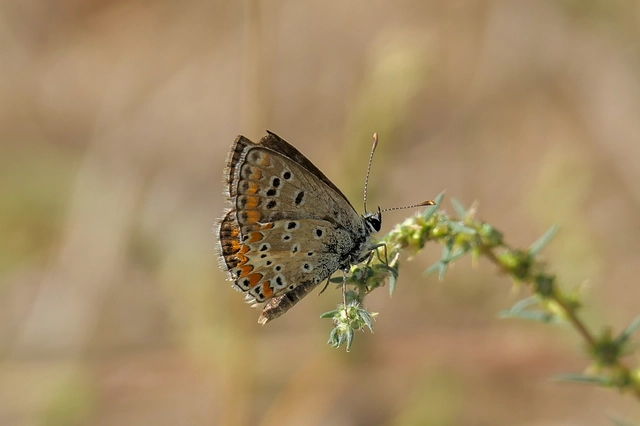 Aricia agestis - szerecsenboglárka