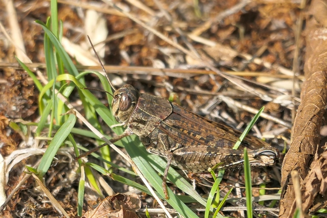 Calliptamus italicus - olaszsáska
