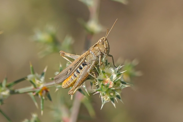 Chorthippus biguttulus - zengő tarlósáska