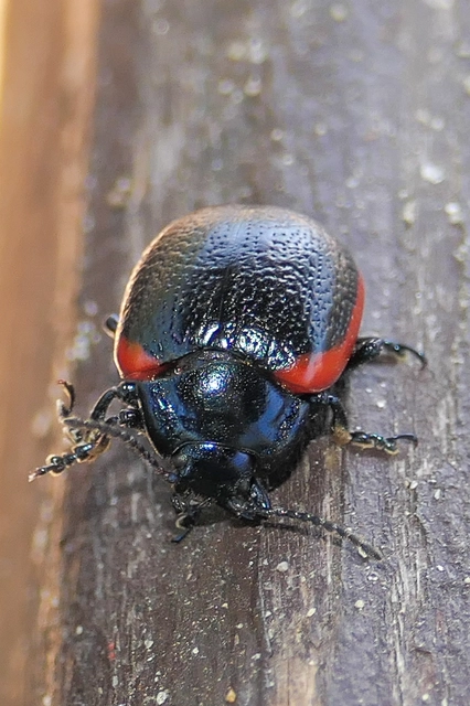 Chrysolina rossia - trapézhátú szegélyeslevelész