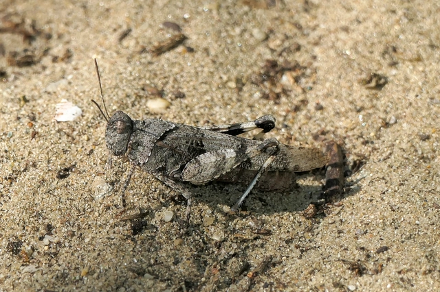 Oedipoda caerulescens - kékszárnyú sáska