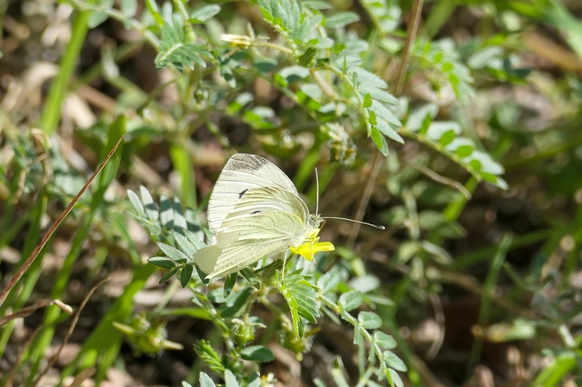 Pieris rapae - répalepke
