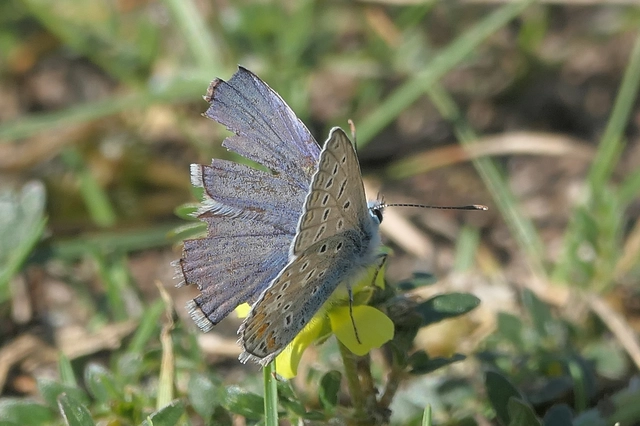 Polyommatus icarus - közönséges boglárka Polyommatus icarus - közönséges boglárka