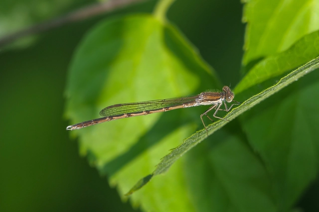 Sympecma fusca - téli rablószitakötő