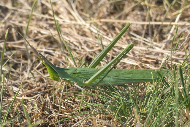 Acrida ungarica - sisakos sáska Acrida ungarica - sisakos sáska