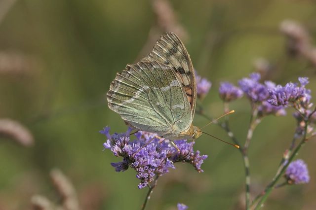 Argynnis pandora - zöldes gyöngyházlepke