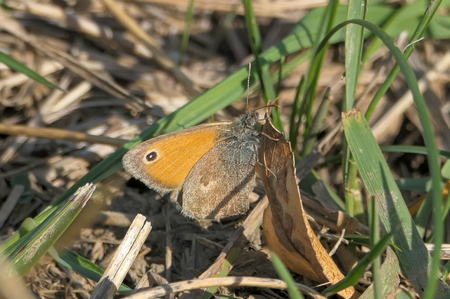 Coenonympha pamphilus - kis szénalepke Coenonympha pamphilus - kis szénalepke