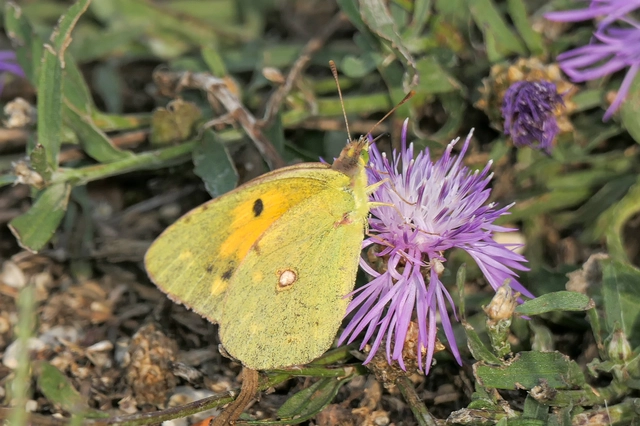 Colias croceus - sáfránylepke