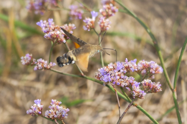 Macroglossum stellatarum - kacsafarkú szender