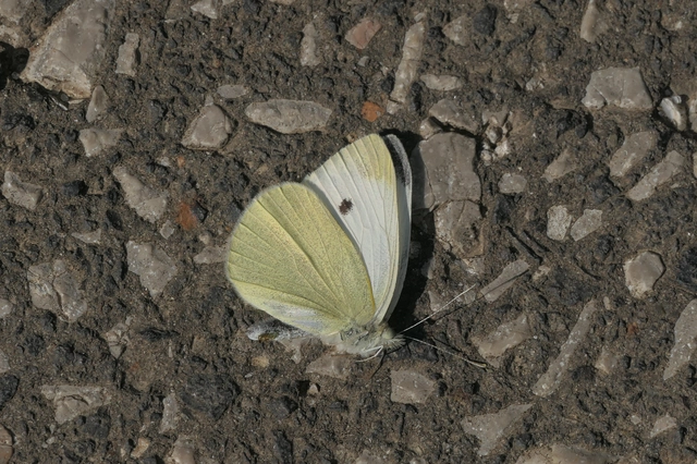 Pieris rapae - répalepke