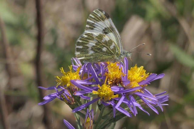 Pontia edusa - rezedalepke