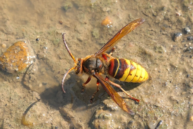Vespa crabro - lódarázs