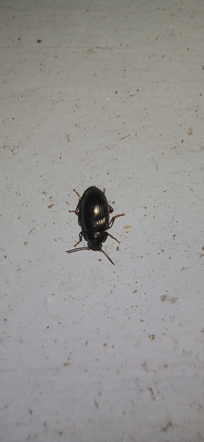Nalassus dermestoides - rövidszárnyú gyászbogár