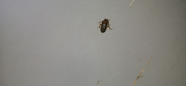 Xanthogalerucella luteola - szilfa-olajosbogár