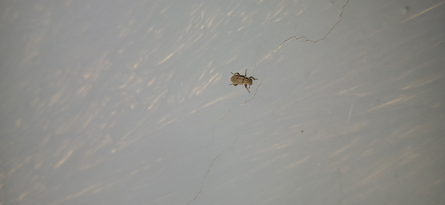 Sitona macularius - borsó-csipkézőbogár