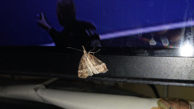 Hypena rostralis - közönséges karcsúbagoly