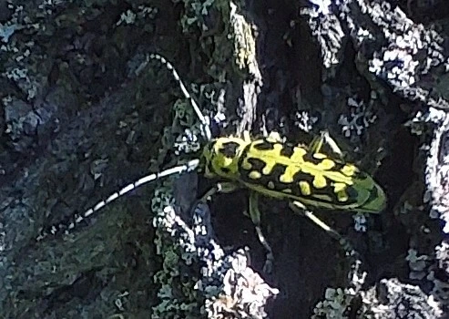 Saperda scalaris - létracincér