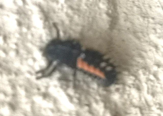 Harmonia axyridis - harlekinkatica