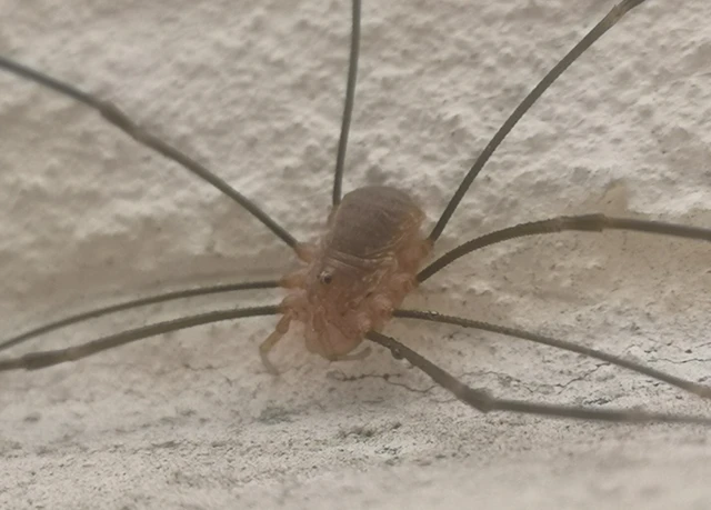 Opilio canestrinii
