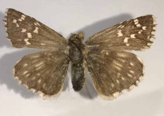 Pyrgus carthami - nagy busalepke