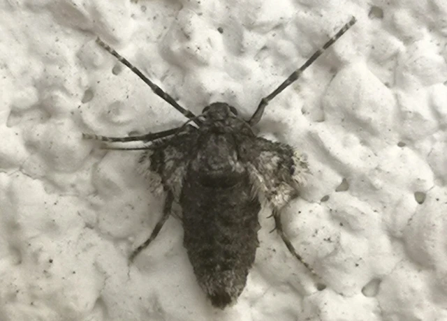 Operophtera brumata - kis téliaraszoló