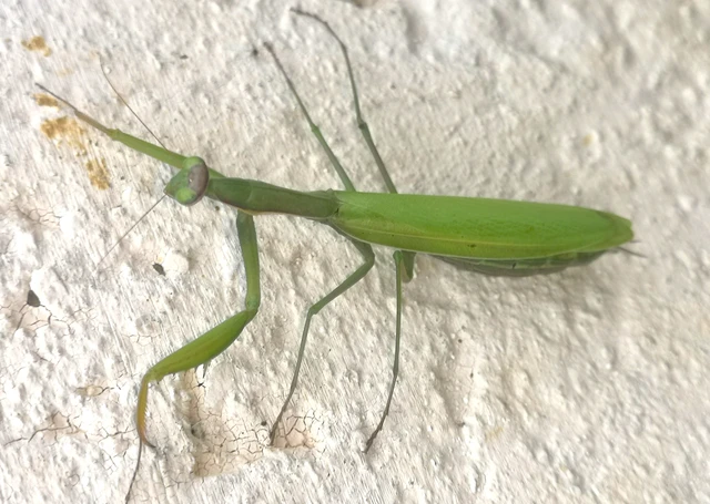 Mantodea - Fogólábúak