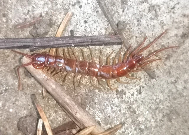 Chilopoda - Százlábúak
