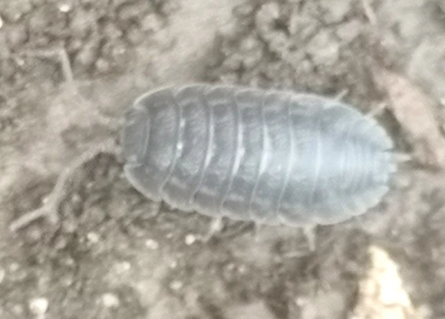 Isopoda - Ászkarákok