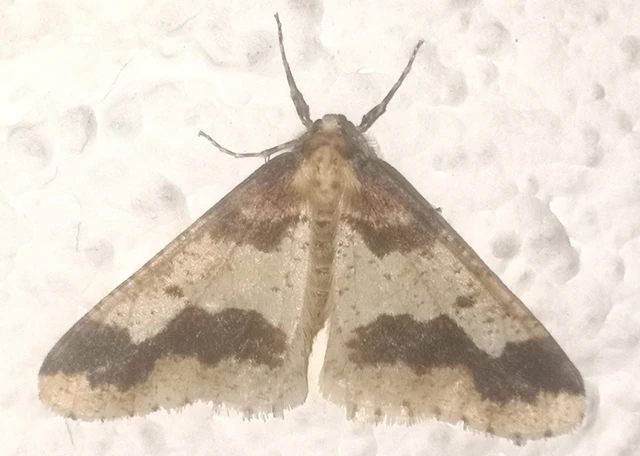 Erannis defoliaria - nagy téliaraszoló