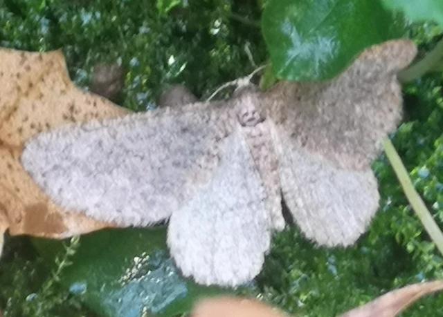 Agriopis bajaria - kökény-téliaraszoló