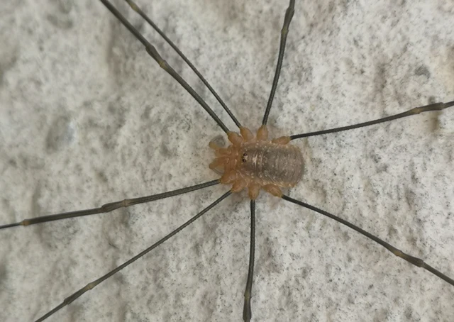 Opilio canestrinii