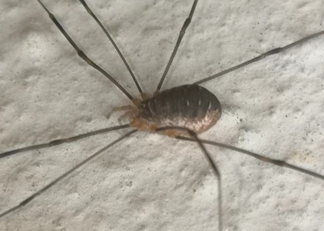 Opilio