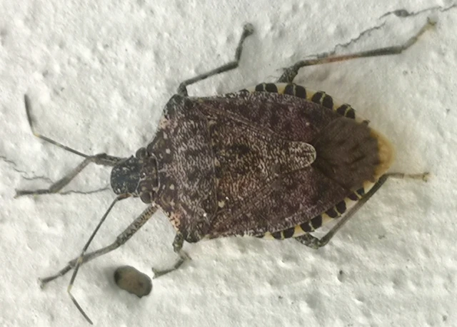 Halyomorpha halys - ázsiai márványospoloska