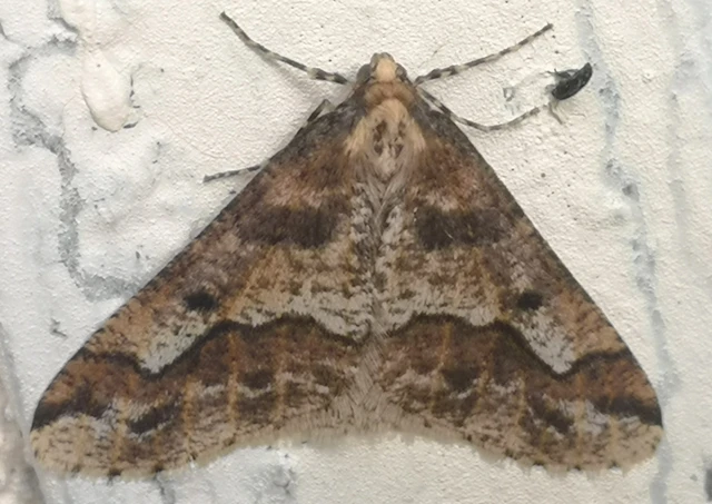 Erannis defoliaria - nagy téliaraszoló