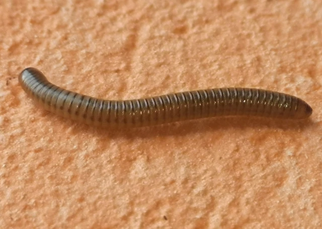 Diplopoda - Ikerszelvényesek