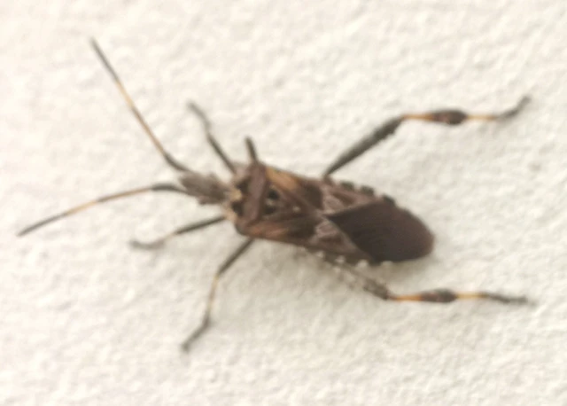Leptoglossus occidentalis - nyugati levéllábú poloska Leptoglossus occidentalis - nyugati levéllábú poloska