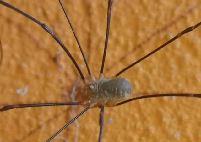 Opilio canestrinii