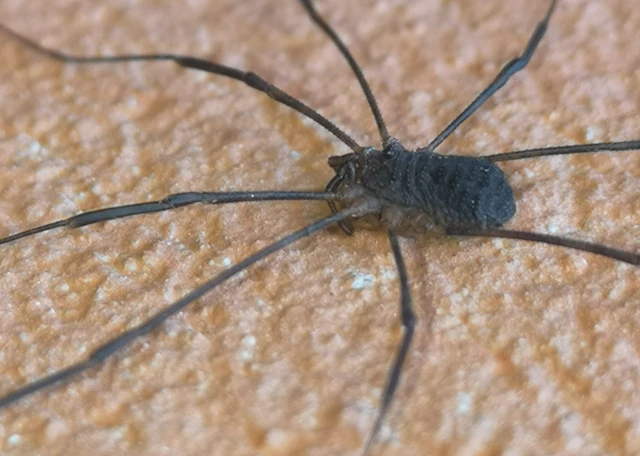 Opiliones - Kaszáspókok