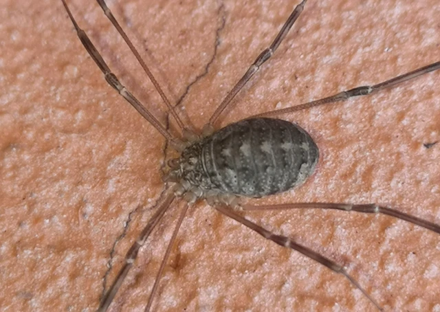 Opilio saxatilis