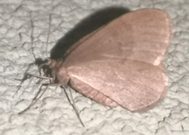 Operophtera brumata - kis téliaraszoló
