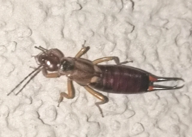 Forficula auricularia - közönséges fülbemászó