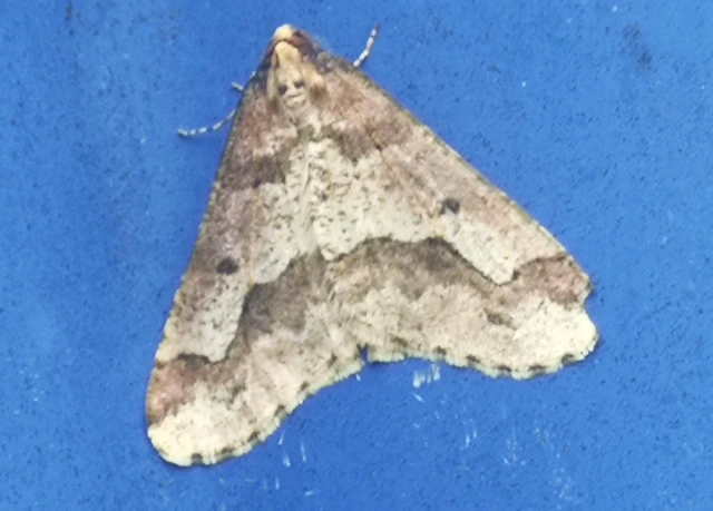 Erannis defoliaria - nagy téliaraszoló