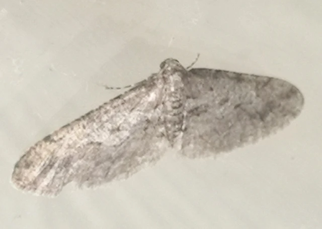 Agriopis bajaria - kökény-téliaraszoló
