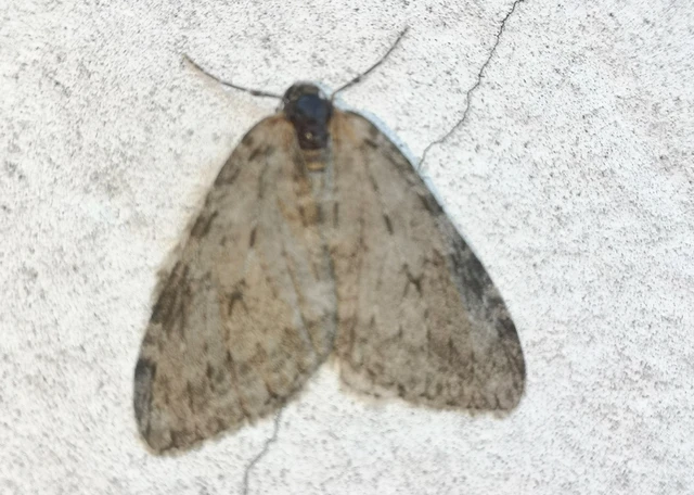 Epirrita christyi/dilutata